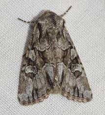 Attēlu rezultāti vaicājumam “Apamea sordens”