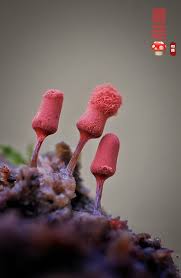 Attēlu rezultāti vaicājumam “Diderma hemisphaericum macro”