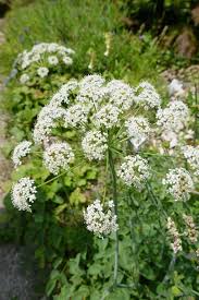 Attēlu rezultāti vaicājumam “Laserpitium latifolium flower”
