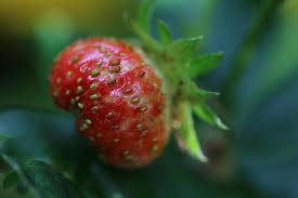 Attēlu rezultāti vaicājumam “Fragaria viridis fruit”