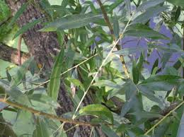 Attēlu rezultāti vaicājumam “Salix fragilis”