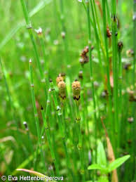 Attēlu rezultāti vaicājumam “Equisetum variegatum”