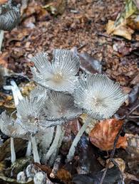 Attēlu rezultāti vaicājumam “Coprinus lagopus”