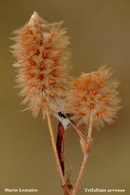 Attēlu rezultāti vaicājumam “Trifolium arvense fruit”
