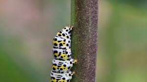 Attēlu rezultāti vaicājumam “Aporia crataegi pupa”