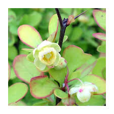 Attēlu rezultāti vaicājumam “Berberis thunbergii”