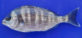 Image result for Spondyliosoma cantharus