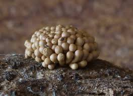 Attēlu rezultāti vaicājumam “Tubifera applanata macro”