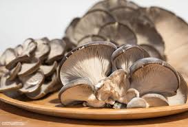 Attēlu rezultāti vaicājumam “Pleurotus ostreatus”