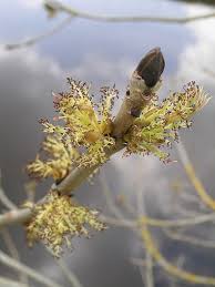 Attēlu rezultāti vaicājumam “Fraxinus excelsior flower”