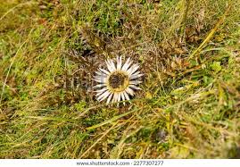 Image result for Silberdistel