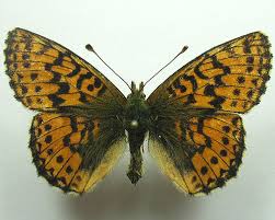 Attēlu rezultāti vaicājumam “Boloria aquilonaris”