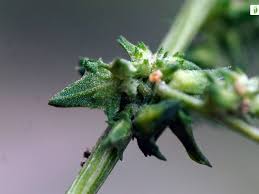 Attēlu rezultāti vaicājumam “Atriplex patula fruit”