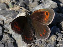 Attēlu rezultāti vaicājumam “Erebia aethiops underside”