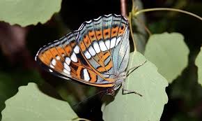 Attēlu rezultāti vaicājumam “Limenitis populi upperside”