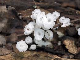 Attēlu rezultāti vaicājumam “Delicatula integrella”