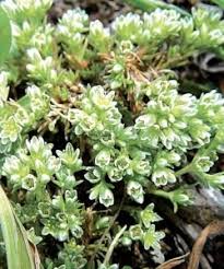 Attēlu rezultāti vaicājumam “Scleranthus annuus flower”