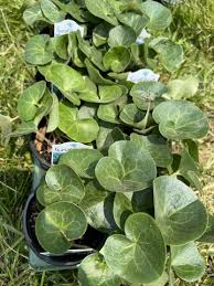 Attēlu rezultāti vaicājumam “Asarum europaeum leaf”
