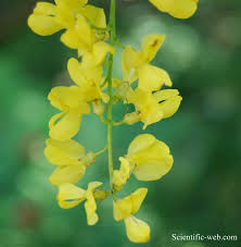 Attēlu rezultāti vaicājumam “Laburnum alpinum flower”