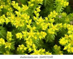 Attēlu rezultāti vaicājumam “Sedum sexangulare flower”
