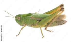 Attēlu rezultāti vaicājumam “Omocestus viridulus”