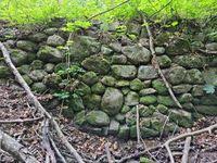 Attēlu rezultāti vaicājumam “Taxiphyllum wissgrillii”