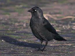 Attēlu rezultāti vaicājumam “Corvus monedula adult”