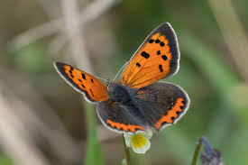 Attēlu rezultāti vaicājumam “Lycaena phlaeas”