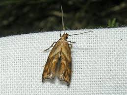 Attēlu rezultāti vaicājumam “Epermenia falciformis”