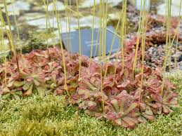 Attēlu rezultāti vaicājumam “Droseraceae”