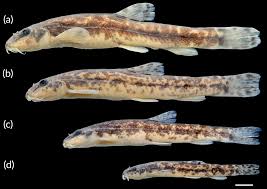 Attēlu rezultāti vaicājumam “Barbatula barbatula”