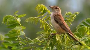 Image result for Acrocephalus arundinaceus