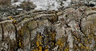 Attēlu rezultāti vaicājumam “Lecanora allophana”