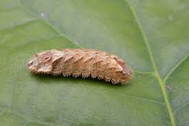 Attēlu rezultāti vaicājumam “Favonius quercus”