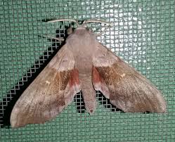 Attēlu rezultāti vaicājumam “Laothoe populi imago”