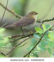 Image result for Phylloscopus ibericus