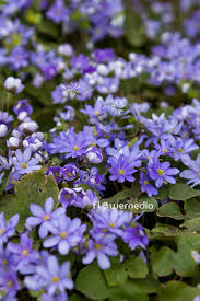 Attēlu rezultāti vaicājumam “Hepatica nobilis”