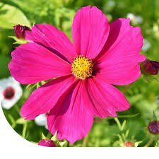 Image result for Schmuckkörbchen