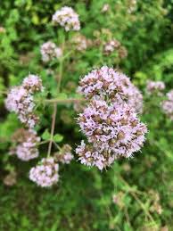 Attēlu rezultāti vaicājumam “Origanum vulgare”