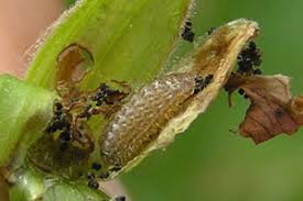 Attēlu rezultāti vaicājumam “Eumedonia eumedon male”