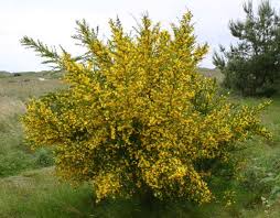Image result for Cytisus scoparius