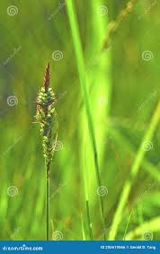 Attēlu rezultāti vaicājumam “Carex hartmanii”