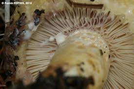 Attēlu rezultāti vaicājumam “Lactarius repraesentaneus”