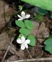 Attēlu rezultāti vaicājumam “Anemone x lipsiensis leaf”