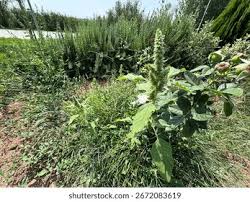 Attēlu rezultāti vaicājumam “Amaranthus retroflexus flower”