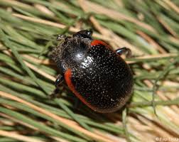 Attēlu rezultāti vaicājumam “Chrysolina sanguinolenta”