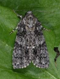 Attēlu rezultāti vaicājumam “Acronicta rumicis”