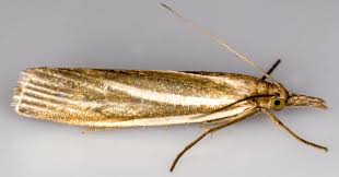 Attēlu rezultāti vaicājumam “Crambus silvella”