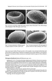 Attēlu rezultāti vaicājumam “Lamprospora tortulae-ruralis”