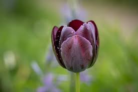 Attēlu rezultāti vaicājumam “Tulipa gesneriana flower”